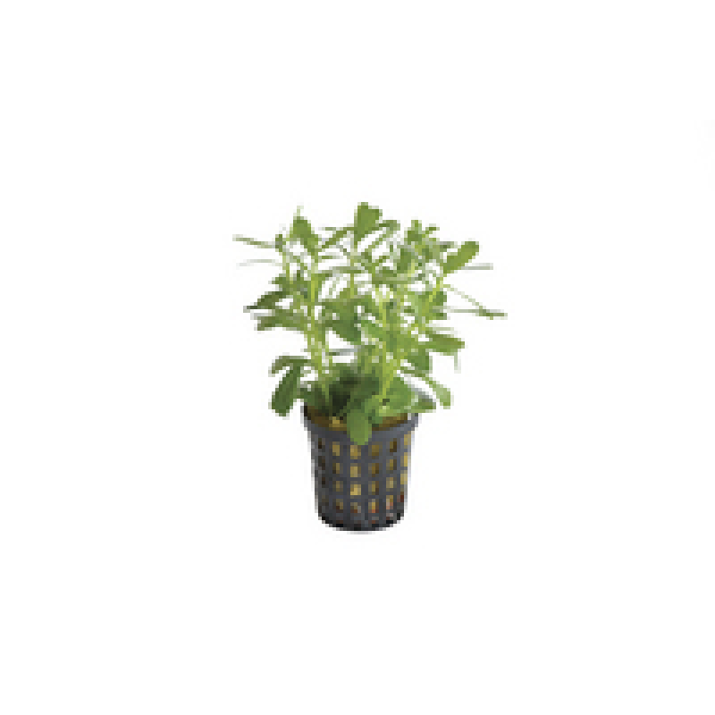 6x Bacopa Compacta